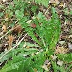 Taraxacum clemens Hoja