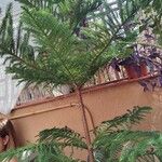 Araucaria heterophyllaList