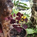 Oxalis hedysaroides Leaf