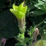 Oenothera humifusa Flower