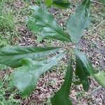 Quercus nigra Leaf