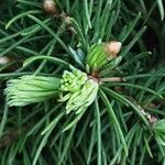 Picea laxa Folha