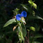 Commelina communis Çiçek