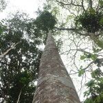 Funtumia africana Ŝelo