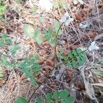 Coronilla cretica Leaf