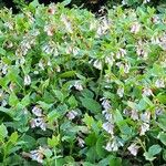 Symphytum caucasicum Hábito