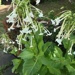 Nicotiana sylvestris 形态