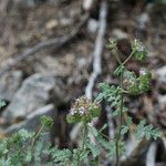 Phacelia ramosissima Агульны выгляд