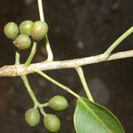 Bursera grandifolia Плод