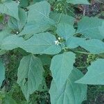 Solanum nigrum Λουλούδι