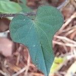 Ipomoea triloba Leaf