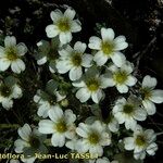 Saxifraga muscoides Bloem