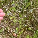 Myosotis arvensis Plante entière