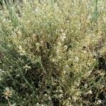 Lepidium graminifolium Συνήθη χαρακτηριστικά