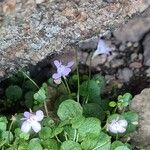 Cymbalaria aequitriloba Blüte