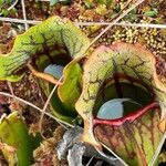 Sarracenia purpureaList