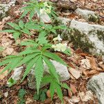 Cardamine kitaibelii Celota