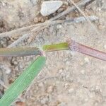 Paspalum distichum Leaf