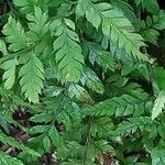 Polystichum luctuosum Leaf
