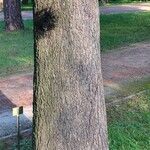 Pinus heldreichii Casca