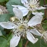 Rubus ursinus 花