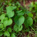Ipomoea obscura Φύλλο