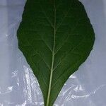 Gymnanthemum amygdalinum Leaf