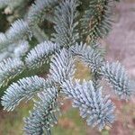 Abies procera Blatt