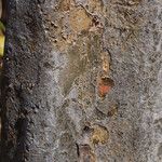 Commiphora mollis Casca