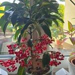 Ardisia crenata Плод