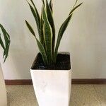 Dracaena stuckyiLeht