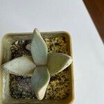Pleiospilos simulans Hoja