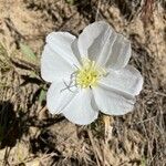 Oenothera albicaulis 花