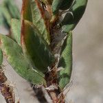Polygonum raii 葉