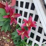 Lilium bulbiferum Цвят