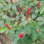 Costus spiralis Blatt