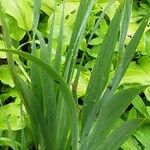 Iris spuria Leaf