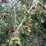 Ehretia amoena Fruto