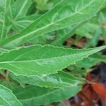 Hibiscus cannabinus Leaf