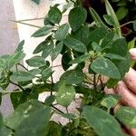 Euphorbia graminea পাতা