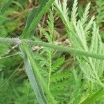 Potentilla recta Bark