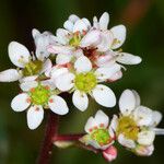 Micranthes integrifolia Flor