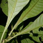 Hoffmannia nicotianifolia Leaf