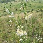 Gomphocarpus integer Çiçek