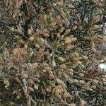 Juniperus canariensis Kvet