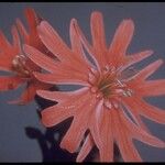 Silene laciniata फूल