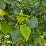 Populus deltoides Blad