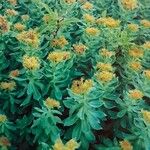 Rhodiola rosea Blatt