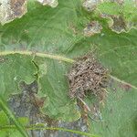 Rumex crispus Leaf