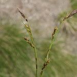 Carex sempervirens Fula